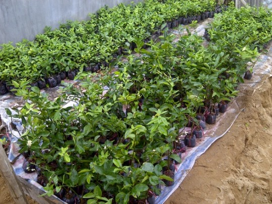 chat nhan don chom chom de trong chanh khong hat