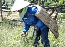 nong 43 do c ao toi chong nang ban chay nhu tom tuoi