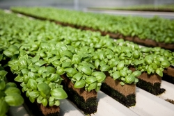 tam dung du an trong rau an toan tai phu xuyen