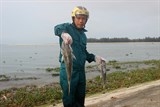 Xuất hiện nước biển màu đỏ, cá lồng và cá biển tiếp tục chết
