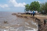 Mỗi năm, Cà Mau mất 450 ha đất ven biển do sạt lở