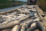 Bên trong nhà máy xả thải làm cá chết hàng loạt trên sông Bưởi