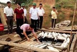 Kiến nghị dừng nhà máy mía đường xả thải ra sông Bưởi làm chết cá