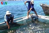 Cá chết hàng loạt chưa rõ nguyên nhân ở đảo Phú Quý, Bình Thuận