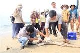 Sẽ sớm công bố nguyên nhân gây ra cá chết ở biển Miền Trung