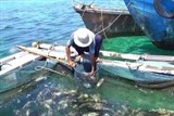 Nỗ lực ngăn ngừa cá chết ở đảo Phú Quý, Bình Thuận
