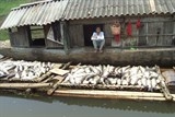 Phạt nhà máy mía đường 480 triệu vì xả thải gây cá chết trên sông Bưởi