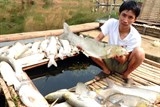 ca nuoi tren song buoi tiep tuc chet nguy co lua mat trang