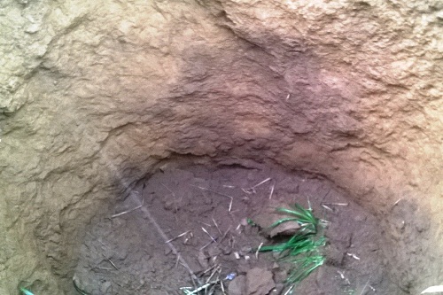 lai xuat hien ho tu than o thanh hoa