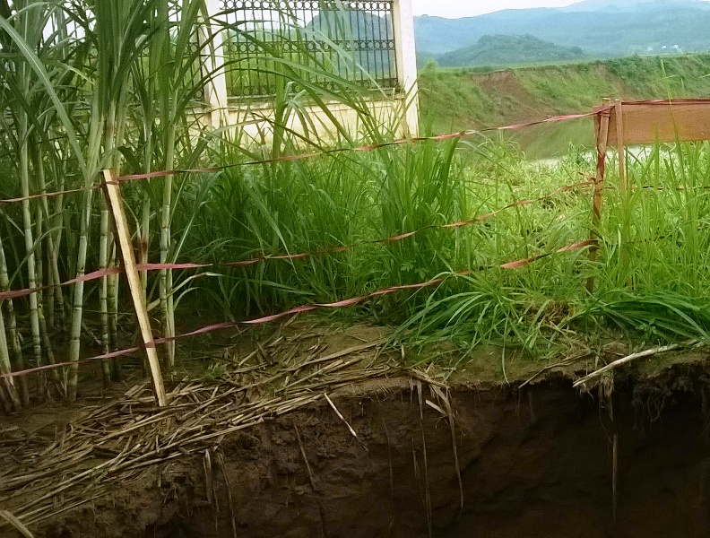 lai xuat hien ho tu than o thanh hoa