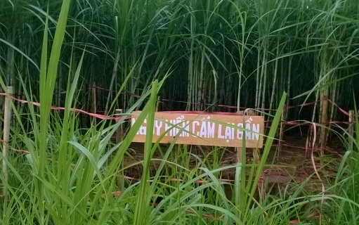 lai xuat hien ho tu than o thanh hoa