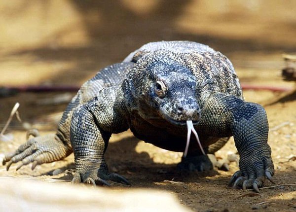 phot lo canh bao mot du khach bi rong komodo tan cong da man