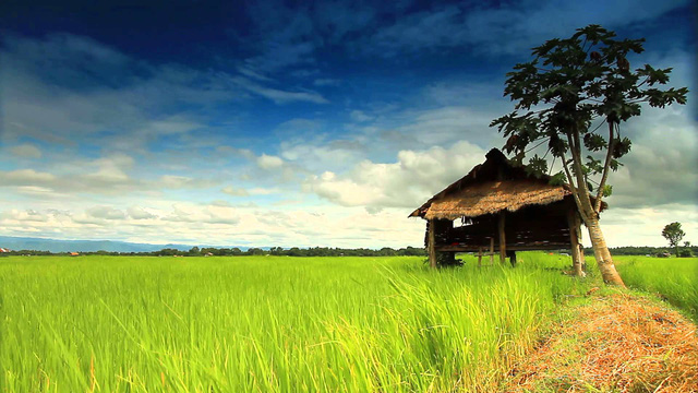 de nong nghiep viet nam cat canh hay de nguoi nong dan tu quyet dinh tren manh dat cua minh