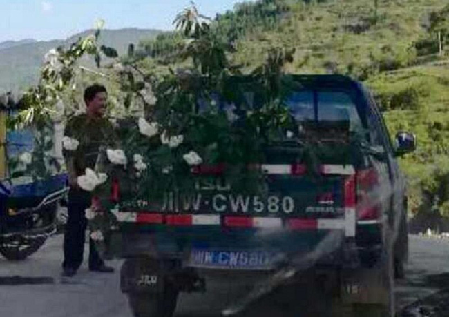 trung quoc khach tham quan hon nhien be canh cay nuong thit giua rung hoa do quyen tuyet dep