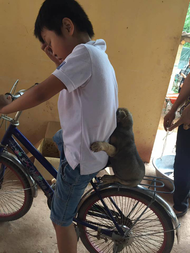 buc anh cun oi di tron voi anh dang yeu het muc khien dan mang tim rung rinh