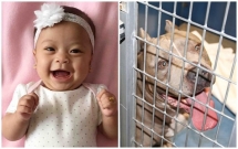 be gai 6 thang tuoi bi cho pit bull gan bo suot 9 nam cua gia dinh can chet