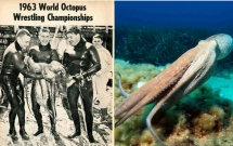 nghe co ve hoang duong nhung con nguoi tung to chuc nhieu giai thi dau vat nhau voi bach tuoc