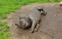 16 chu cho khong dung bot giat nhung cung chang ngai gi vet ban