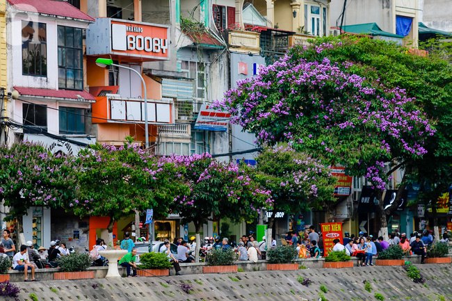 sac tim hoa bang lang khien ha noi tho mong hon giua mua ha chay