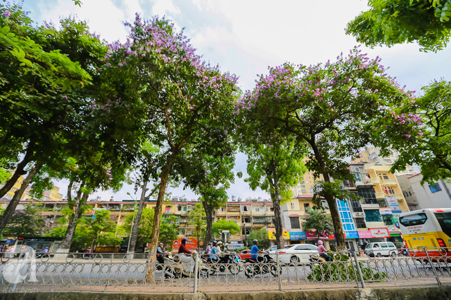 sac tim hoa bang lang khien ha noi tho mong hon giua mua ha chay