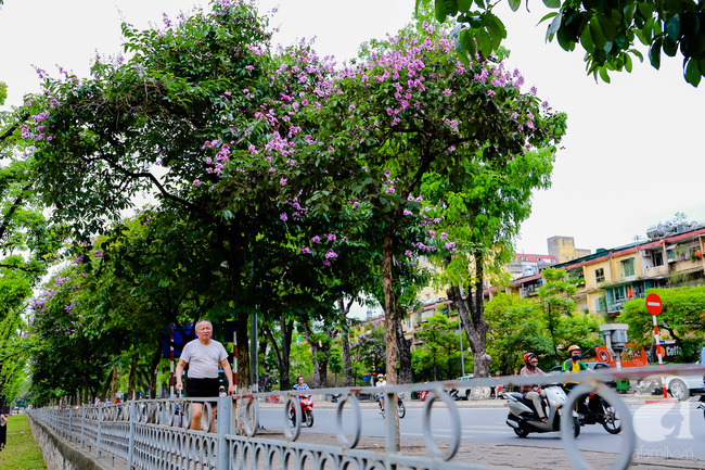 sac tim hoa bang lang khien ha noi tho mong hon giua mua ha chay