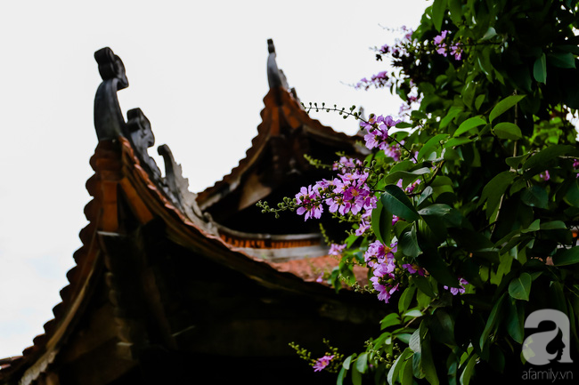 sac tim hoa bang lang khien ha noi tho mong hon giua mua ha chay
