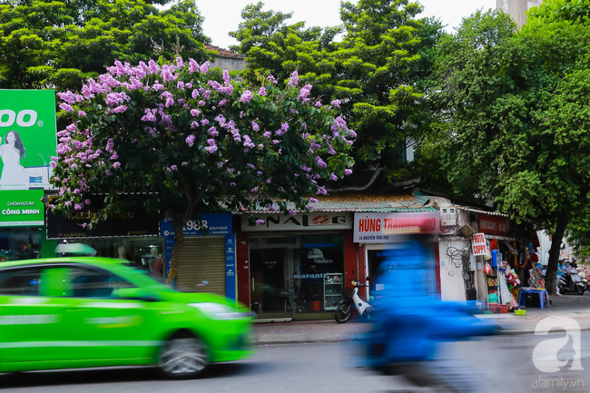 sac tim hoa bang lang khien ha noi tho mong hon giua mua ha chay