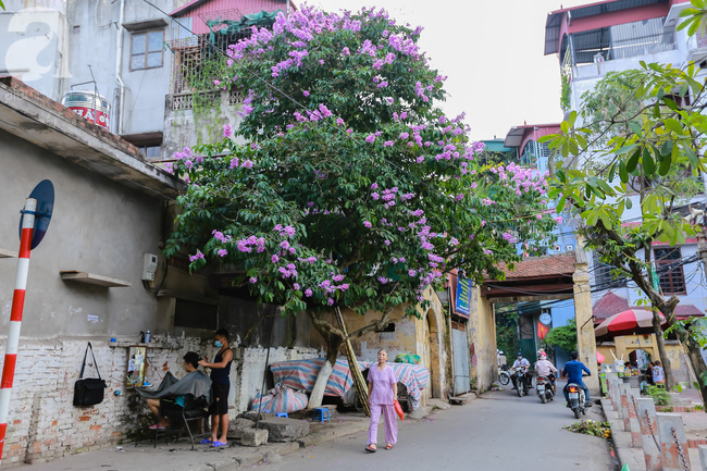sac tim hoa bang lang khien ha noi tho mong hon giua mua ha chay