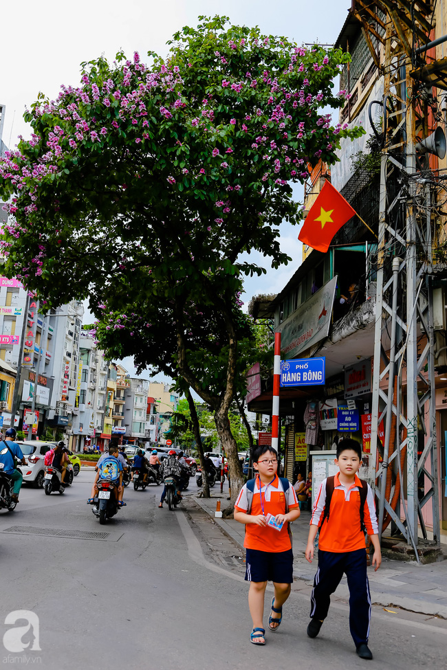 sac tim hoa bang lang khien ha noi tho mong hon giua mua ha chay