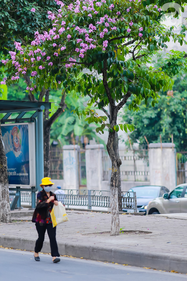 sac tim hoa bang lang khien ha noi tho mong hon giua mua ha chay