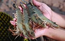 pho tgd seaprodex saigon tinh ban bot luong co phieu ssn tri gia 140 ty de giai quyet nhu cau tai chinh ca nhan