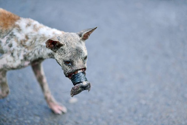 chu cho bi hoai tu mom o ben tre va cuoc song moi o duc