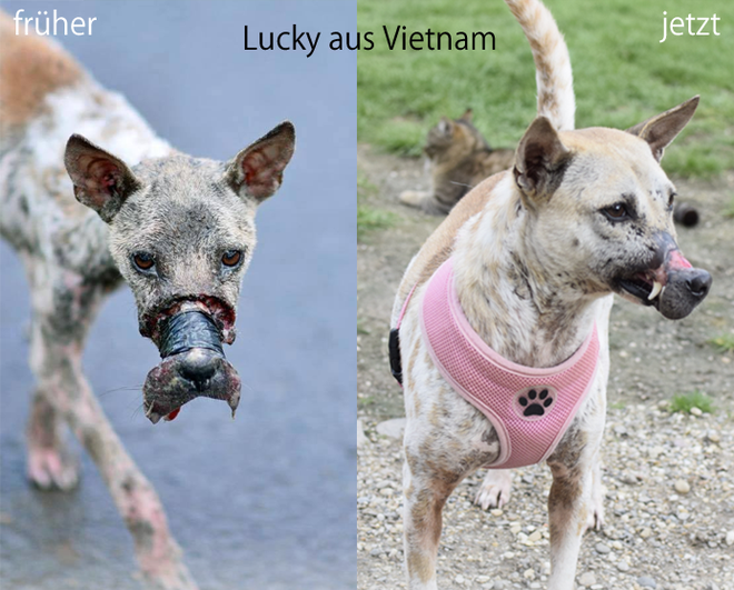 chu cho bi hoai tu mom o ben tre va cuoc song moi o duc