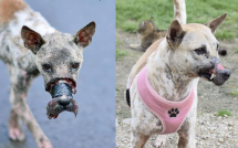 chu cho bi hoai tu mom o ben tre va cuoc song moi o duc