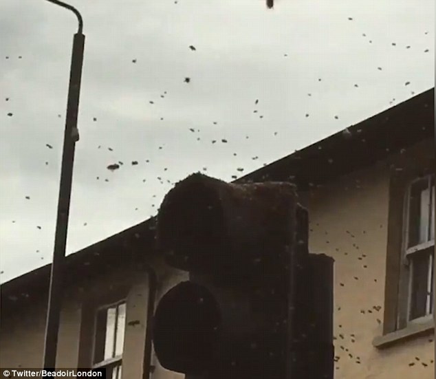 clip duong pho london that thu vi hang trieu con ong