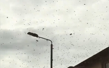 clip duong pho london that thu vi hang trieu con ong