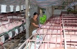 ngan hang chinh sach xa hoi gia han no cho khach hang vay nuoi lon