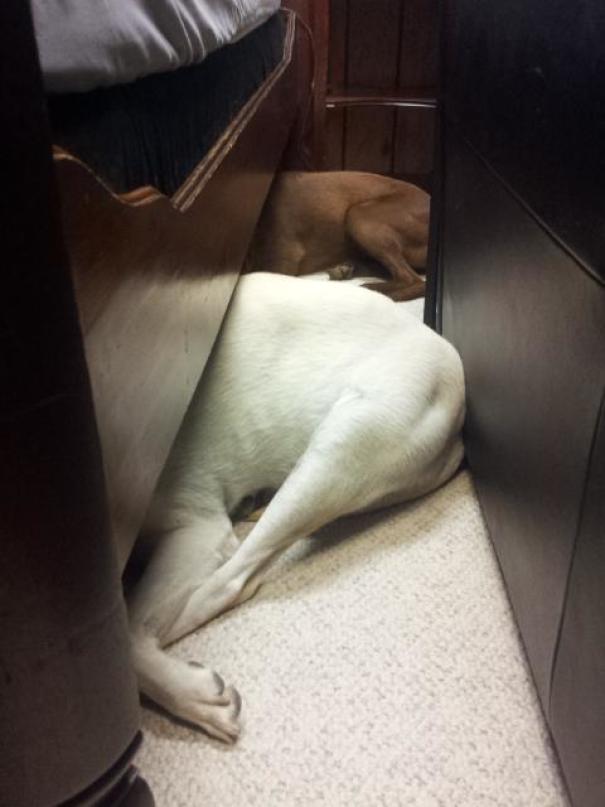 17 chu cho hen nhat khong so troi khong so dat con lai thi cai gi cung so