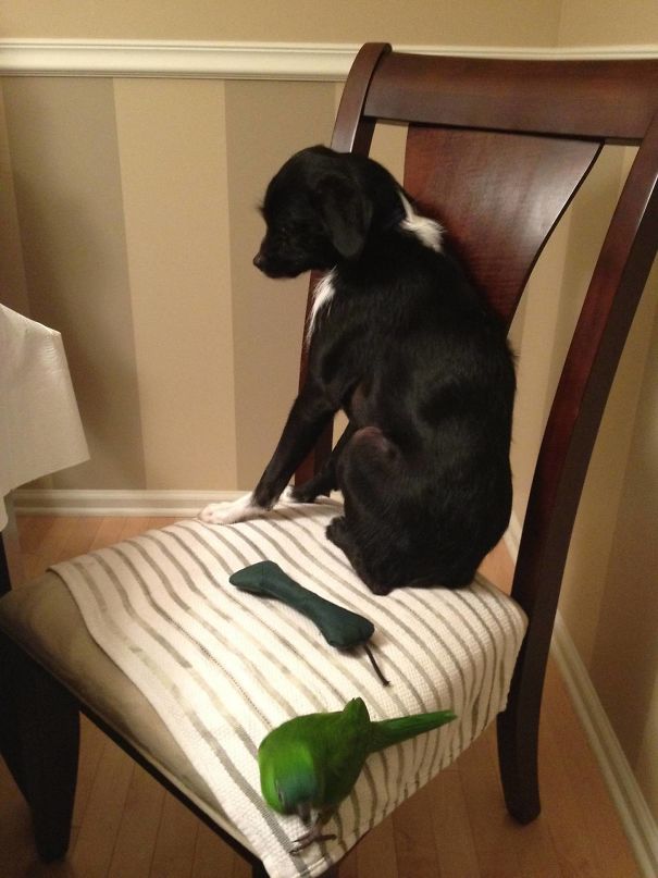 17 chu cho hen nhat khong so troi khong so dat con lai thi cai gi cung so