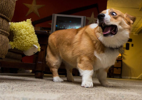 17 chu cho hen nhat khong so troi khong so dat con lai thi cai gi cung so