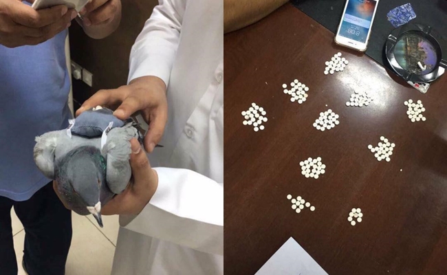 bat duoc con chim bo cau dang dem 178 vien ma tuy di ban