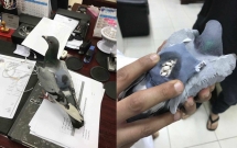 bat duoc con chim bo cau dang dem 178 vien ma tuy di ban