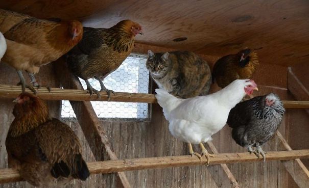 20 ke khong phai la nang nhung cu thich to ve choi chang