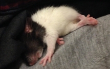 an nham heroin cua chu chuot cung suyt chet vi soc ma tuy