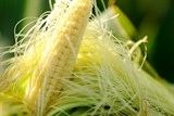 rau ngo dieu tri benh cao huyet ap