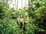 Công điện khẩn về các biện pháp bảo vệ rừng, ngăn chặn tình trạng phá rừng trái pháp luật