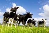 new zealand tieu huy hon 100000 con bo de chan dung benh mycoplasma