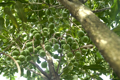 cay mac ca tung dau don tai trung quoc