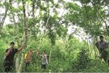 Kỳ cuối: Báu vật của người A Rem