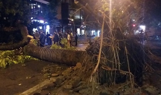 ha noi 500 cay bat goc hai nguoi chet